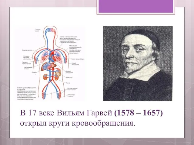 В 17 веке Вильям Гарвей (1578 – 1657) открыл круги кровообращения.