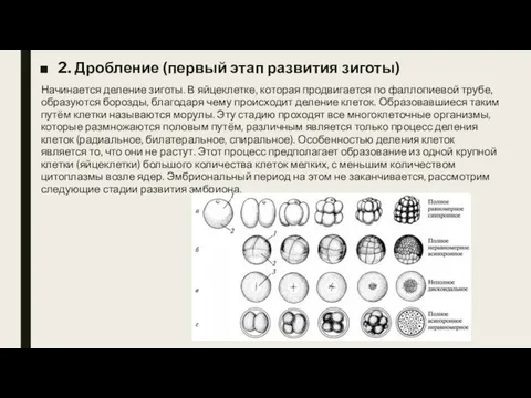 2. Дробление (первый этап развития зиготы) Начинается деление зиготы. В яйцеклетке,