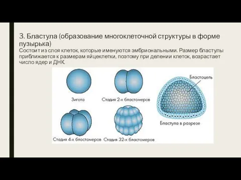 3. Бластула (образование многоклеточной структуры в форме пузырька) Состоит из слоя