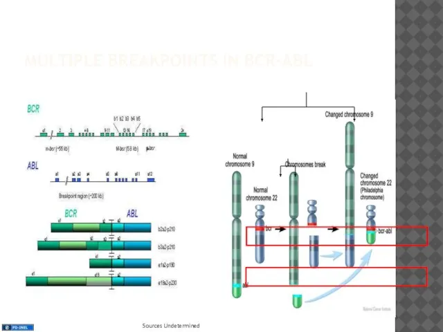 MULTIPLE BREAKPOINTS IN BCR-ABL