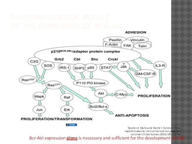 PATHOPHYSIOLOGIC RESULT OF THE EXPRESSION OF BCR-ABL Bcr-Abl expression alone is