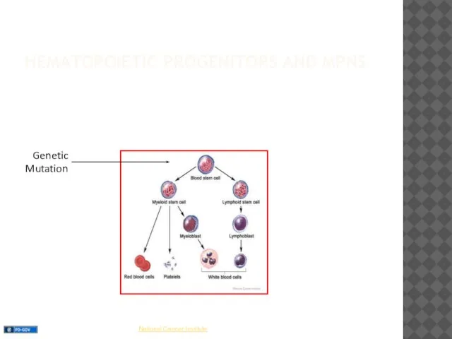 HEMATOPOIETIC PROGENITORS AND MPNS Genetic Mutation