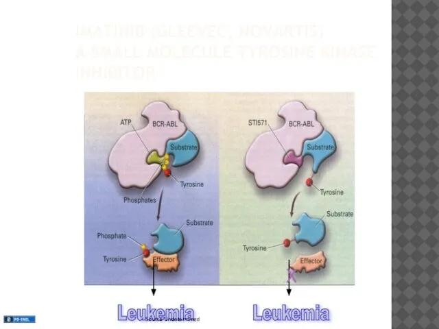 IMATINIB (GLEEVEC, NOVARTIS) A SMALL MOLECULE TYROSINE KINASE INHIBITOR Leukemia Leukemia X