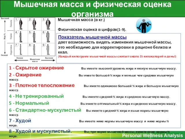 Мышечная масса и физическая оценка организма Мышечная масса (в кг.) Физическая