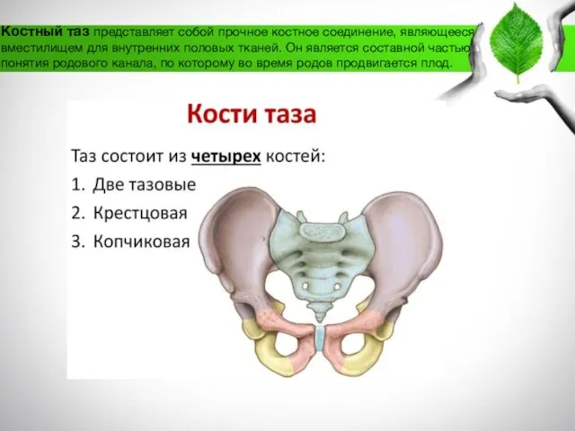 Костный таз представляет собой прочное костное соединение, являющееся вместилищем для внутренних