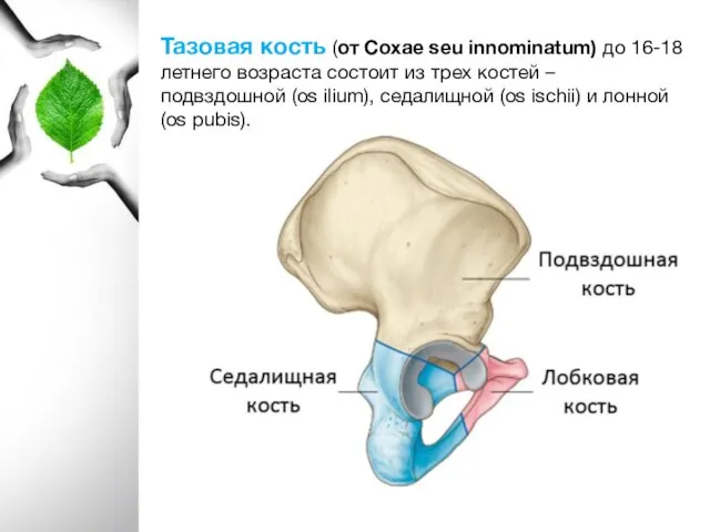 Тазовая кость (от Coxae seu innominatum) до 16-18 летнего возраста состоит