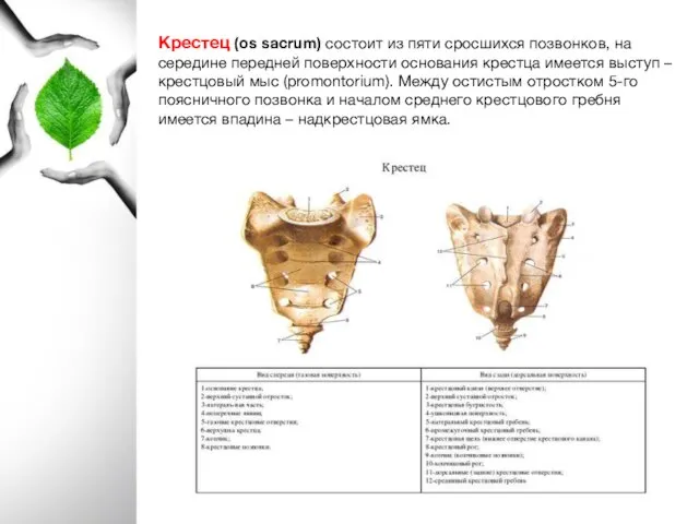 Крестец (os sacrum) состоит из пяти сросшихся позвонков, на середине передней