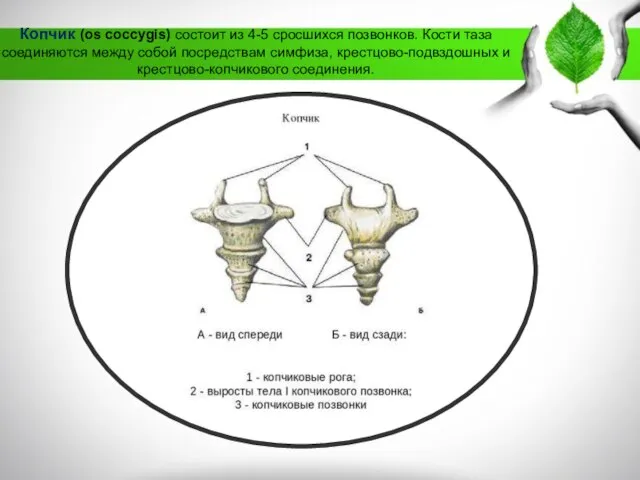 Копчик (os coccygis) состоит из 4-5 сросшихся позвонков. Кости таза соединяются
