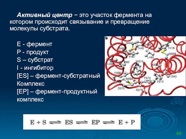 Активный центр − это участок фермента на котором происходит связывание и