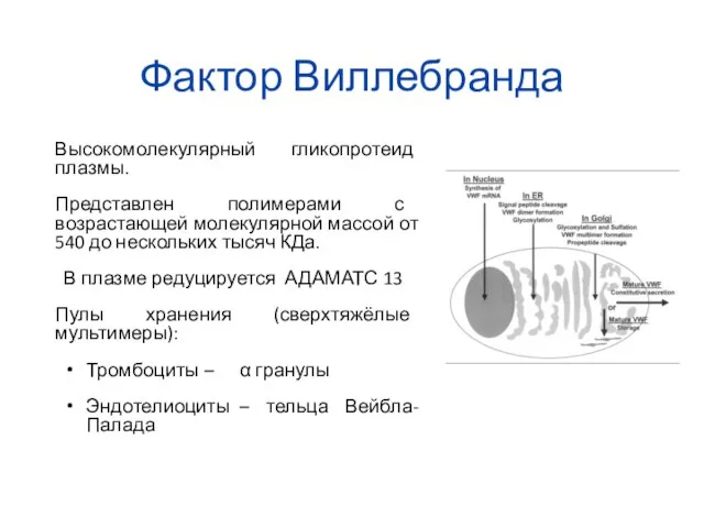 Фактор Виллебранда Высокомолекулярный гликопротеид плазмы. Представлен полимерами с возрастающей молекулярной массой