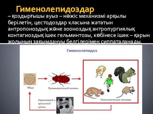 Гименолепидоздар – қоздырғышы ауыз – нәжіс механизмі арқылы берілетін, цестодоздар класына