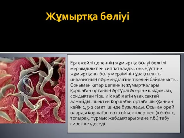 Жұмыртқа бөліуі Ергежейлі цепеннің жұмыртқа бөлуі белгілі мерзімділікпен сиппаталады, оның үстіне