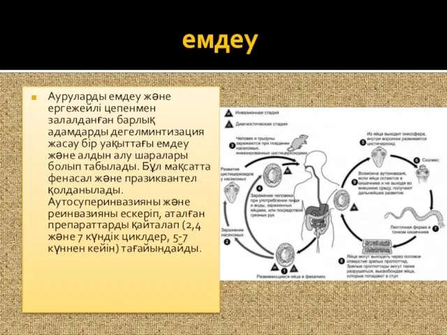 емдеу Ауруларды емдеу және ергежейлі цепенмен залалданған барлық адамдарды дегелминтизация жасау