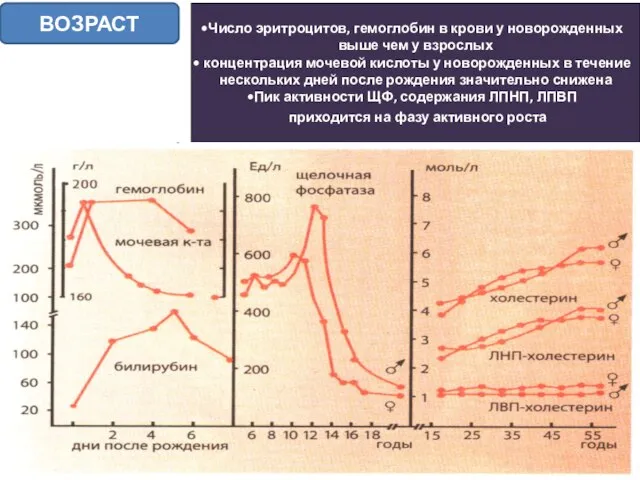 Число эритроцитов, гемоглобин в крови у новорожденных выше чем у взрослых