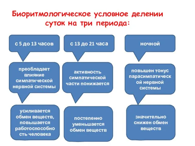 Биоритмологическое условное делении суток на три периода: с 5 до 13