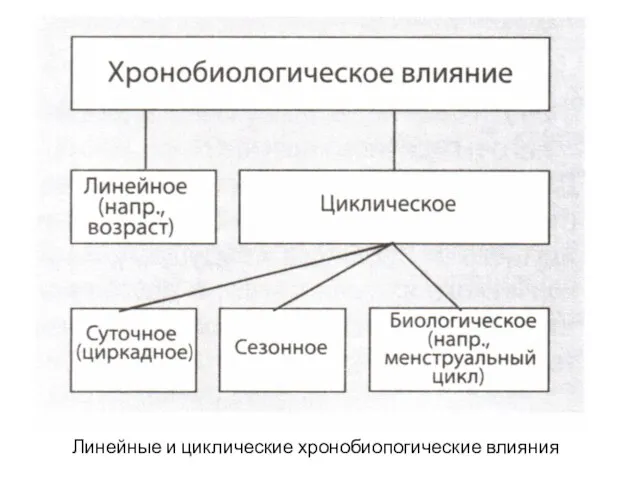 Линейные и циклические хронобиопогические влияния