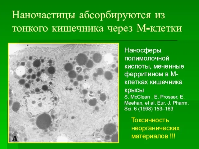 Наночастицы абсорбируются из тонкого кишечника через М-клетки Наносферы полимолочной кислоты, меченные