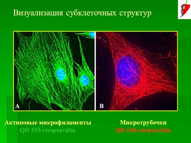 Визуализация субклеточных структур Актиновые микрофиламенты QD 535-streptavidin Микротрубочки QD 630-streptavidin