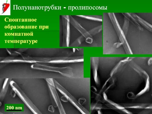 Полунанотрубки - пролипосомы Спонтанное образование при комнатной температуре