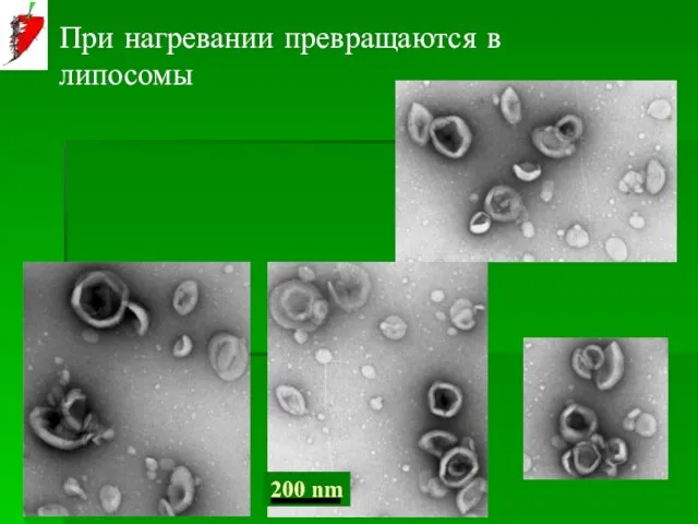 При нагревании превращаются в липосомы