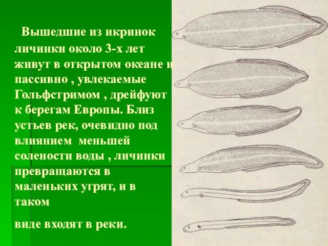 Вышедшие из икринок личинки около 3-х лет живут в открытом океане