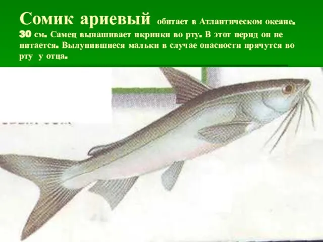 Сомик ариевый обитает в Атлантическом океане. 30 см. Самец вынашивает икринки