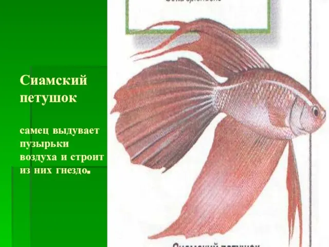 Сиамский петушок самец выдувает пузырьки воздуха и строит из них гнездо.