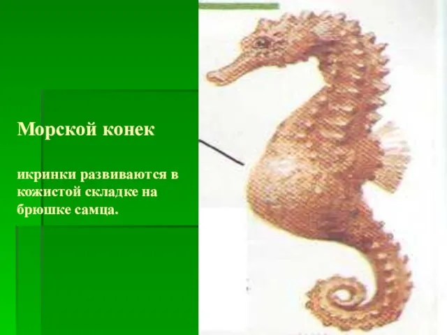 Морской конек икринки развиваются в кожистой складке на брюшке самца.