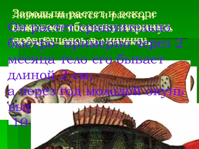 Зародыш растет и вскоре покидает оболочку икринки, превращаясь в личинку. Личинка