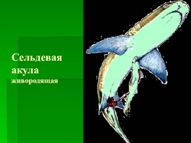 Сельдевая акула живородящая