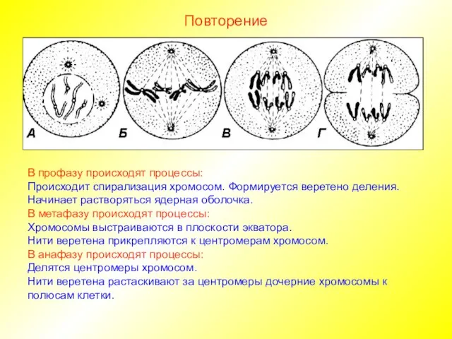 Повторение В профазу происходят процессы: Происходит спирализация хромосом. Формируется веретено деления.