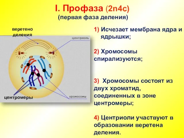 I. Профаза (2n4c) (первая фаза деления) 1) Исчезает мембрана ядра и