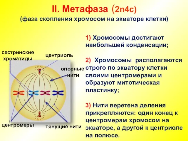 II. Метафаза (2n4c) (фаза скопления хромосом на экваторе клетки) сестринские хроматиды