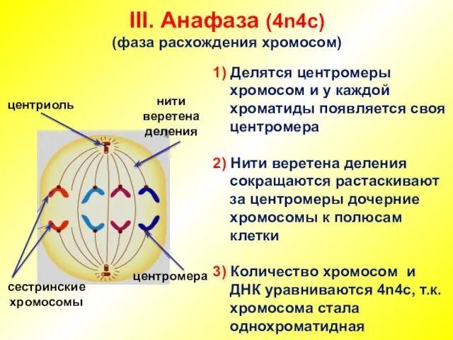 III. Анафаза (4n4c) (фаза расхождения хромосом) центромера сестринские хромосомы центриоль нити