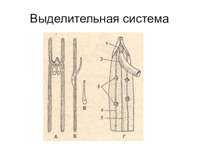 Выделительная система