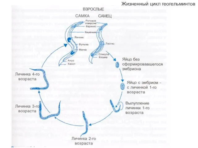 Жизненный цикл геогельминтов