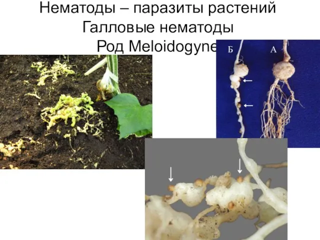 Нематоды – паразиты растений Галловые нематоды Род Meloidogyne