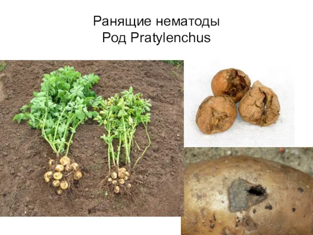 Ранящие нематоды Род Pratylenchus