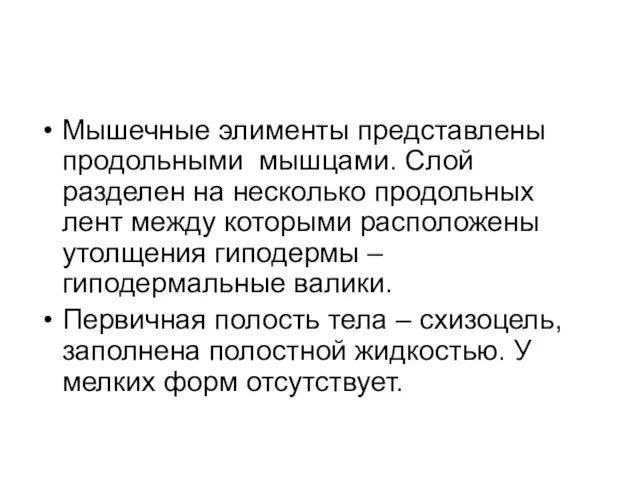 Мышечные элименты представлены продольными мышцами. Слой разделен на несколько продольных лент