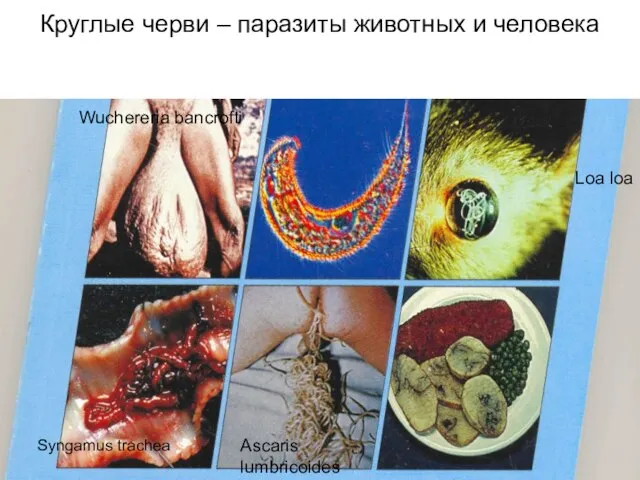 Круглые черви – паразиты животных и человека Wuchereria bancrofti Loa loa Syngamus trachea Ascaris lumbricoides