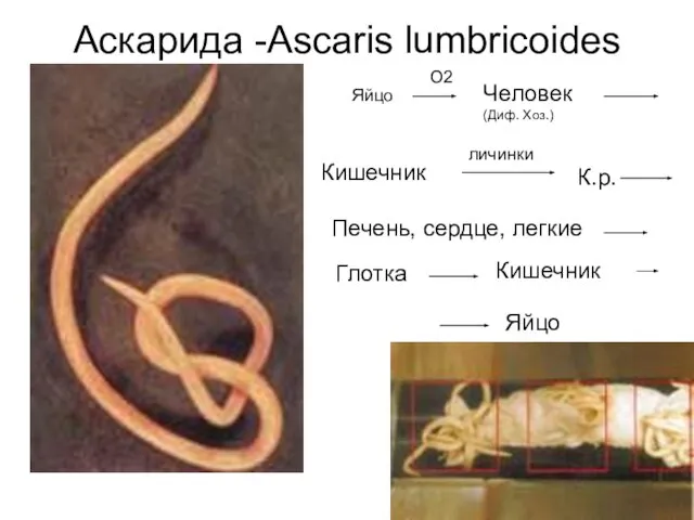 Аскарида -Ascaris lumbricoides О2 Человек (Диф. Хоз.) Кишечник личинки К.р. Печень,