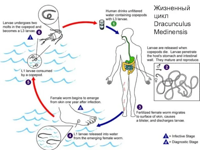 Жизненный цикл Dracunculus Medinensis