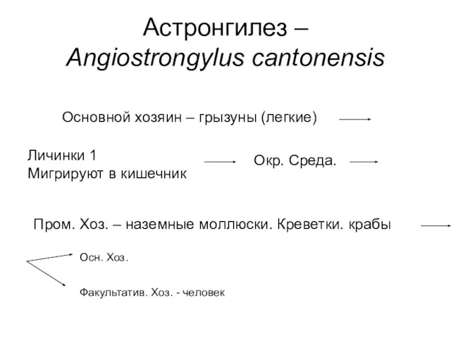 Астронгилез – Angiostrongylus cantonensis Основной хозяин – грызуны (легкие) Личинки 1