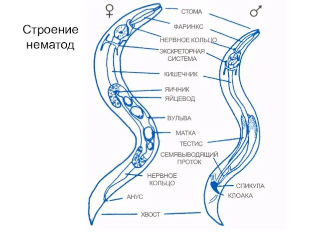 Строение нематод