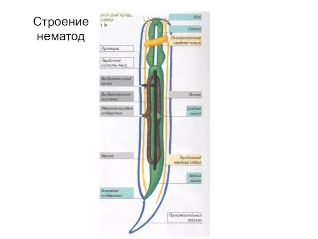 Строение нематод