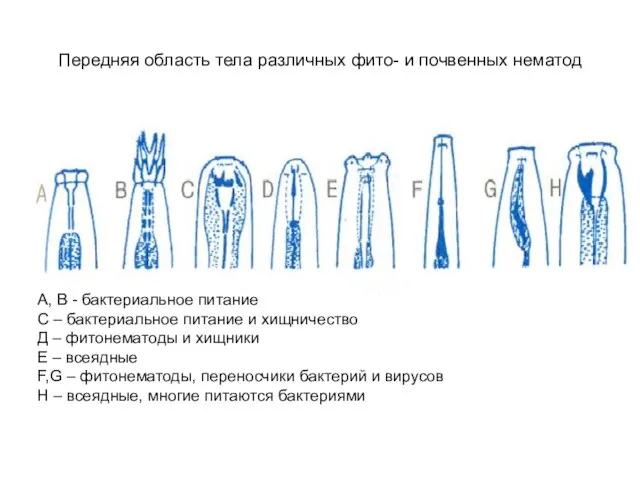 Передняя область тела различных фито- и почвенных нематод А, В -