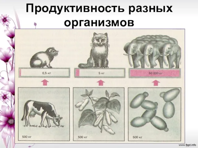 Продуктивность разных организмов