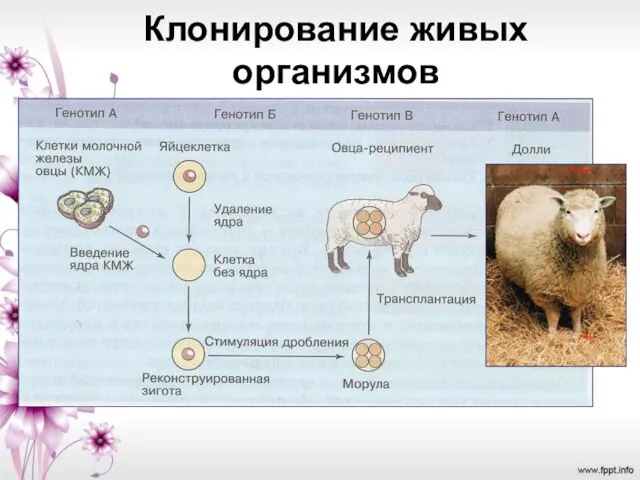 Клонирование живых организмов