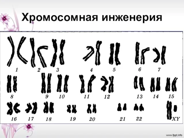 Хромосомная инженерия