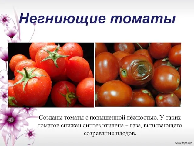 Негниющие томаты Созданы томаты с повышенной лёжкостью. У таких томатов снижен